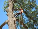 Cape Cod tree cutting and removal with Draper Associates.
